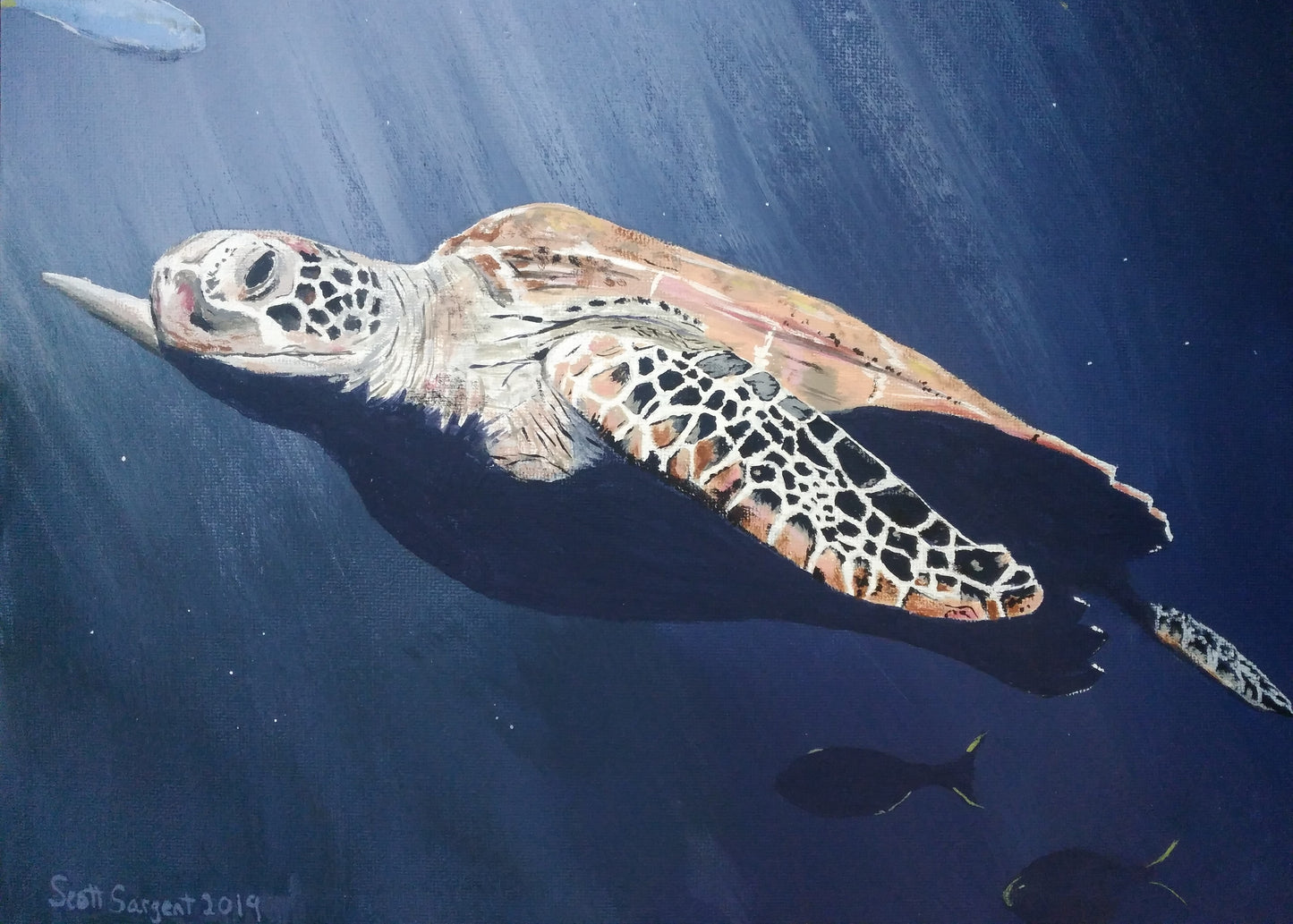 Sea Turtle by SS - Prints Available