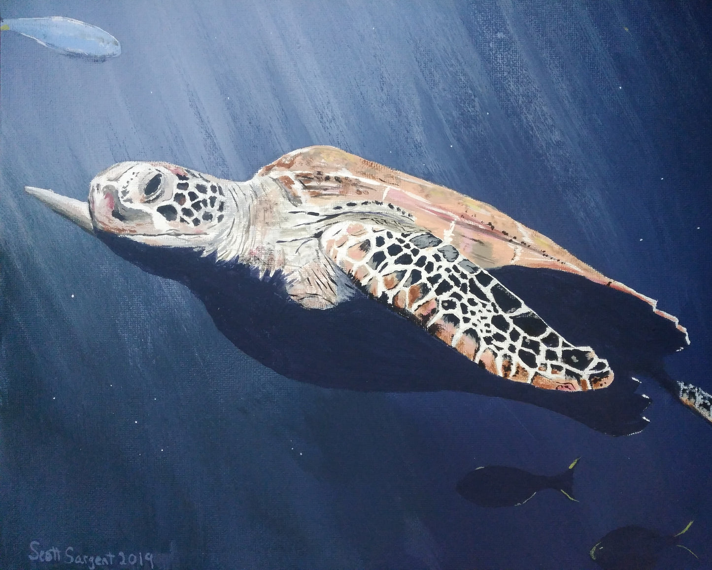 Sea Turtle by SS - Prints Available