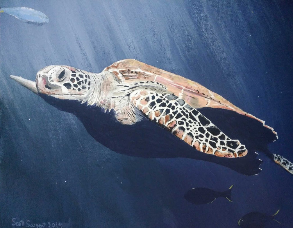 Sea Turtle by SS -  Prints Available