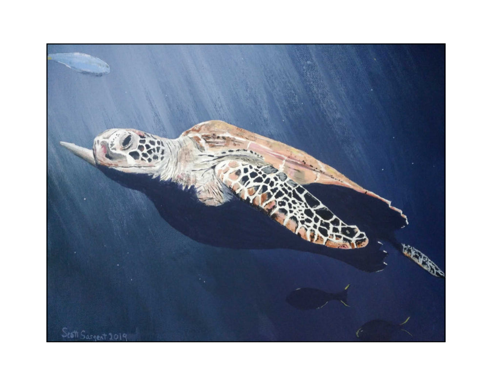 Sea Turtle by SS -  Prints Available