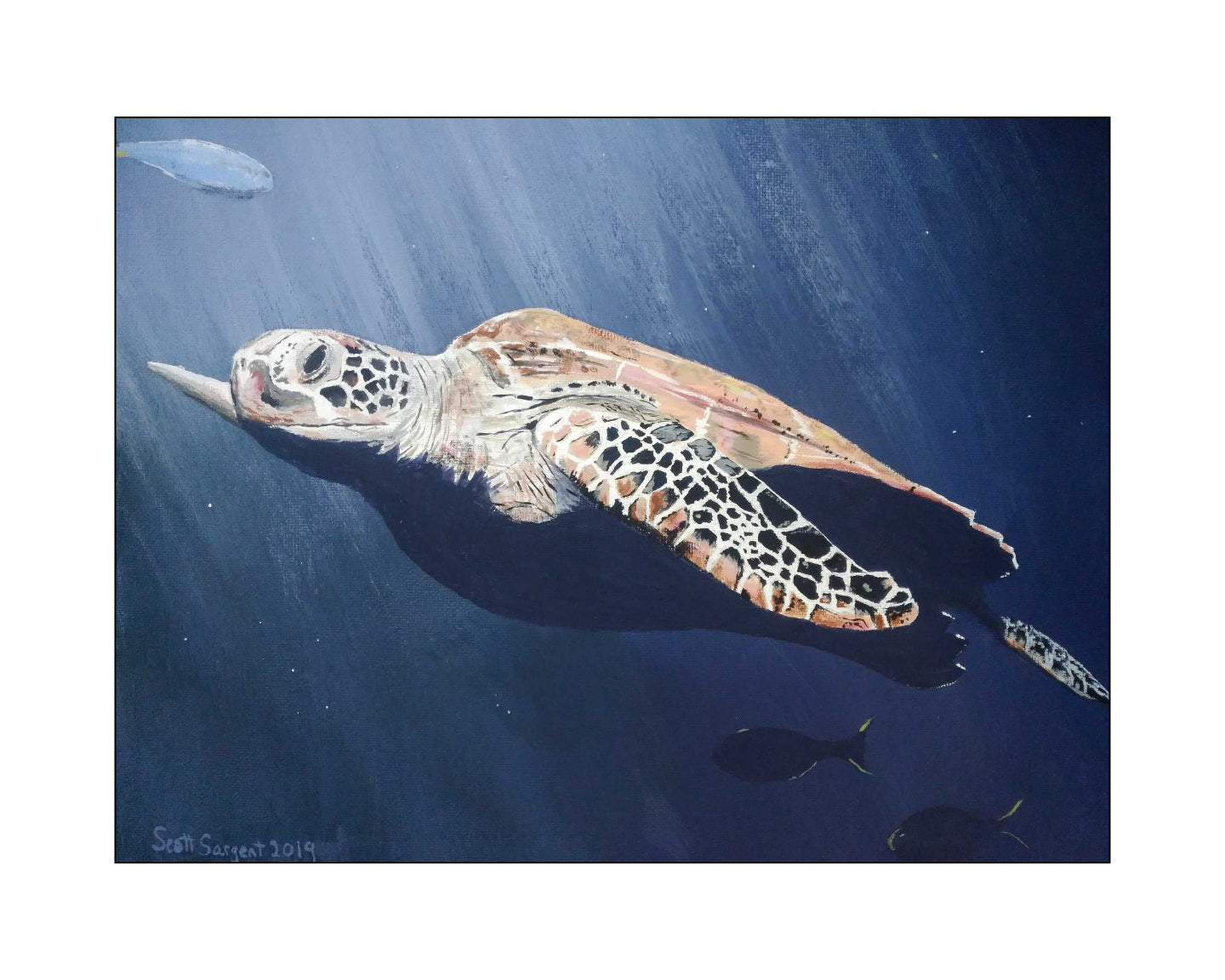 Sea Turtle by SS -  Prints Available