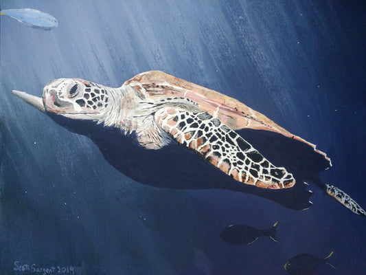Sea Turtle by SS -  Prints Available