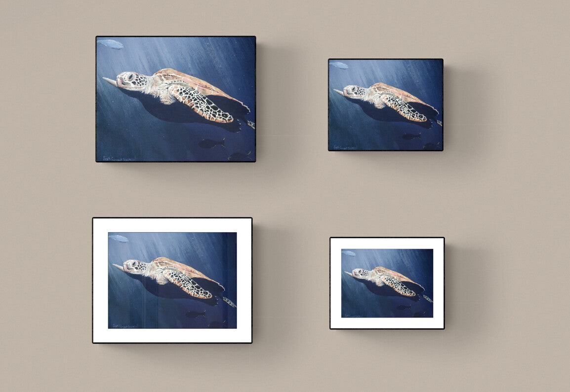 Sea Turtle by SS -  Prints Available